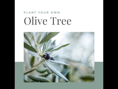 Olive Tree Container Planting | Catherine Arensberg