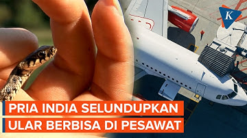 Nekat! Pria India Diam-diam Bawa Puluhan Ular Berbisa di Bagasi Pesawat, Kok Bisa?