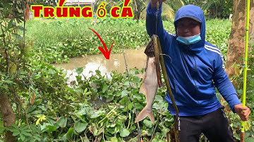 Câu Cá Tra Sông - Bãi Mới Trúng Ngay Ổ Cá Ăn Liên Tục Không Kịp Móc Mồi | Fishing - Miền Tây