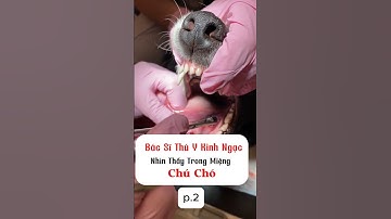 [P.2] Bác sĩ thú y kinh ngạc nhìn thấy trong miệng chú chó. #shorts
