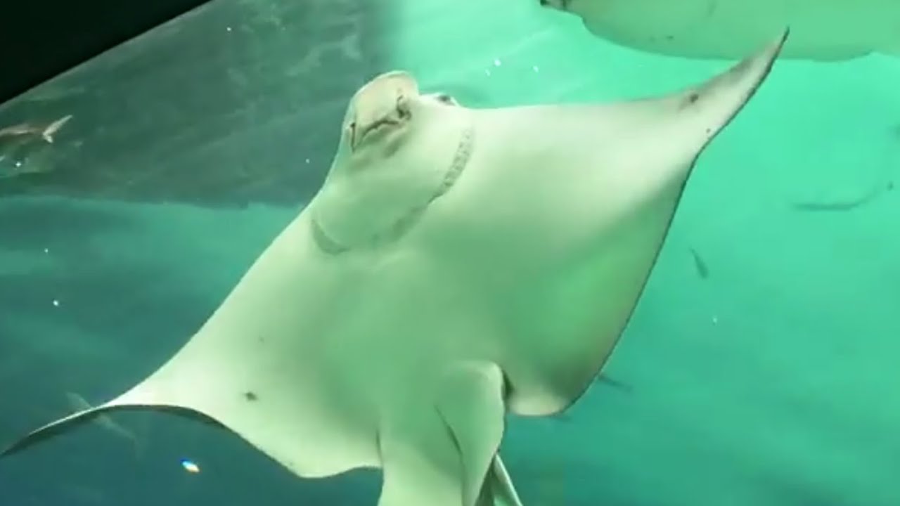 エイの動画まとめ We Have Put Together Rays Of The Video Youtube