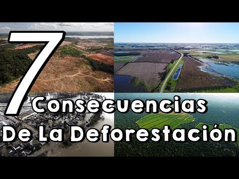 Video: ¿Cuáles son las causas y los efectos de la deforestación?