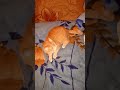 Best Barsik Cat Cute Pets Kitty Funny Funnycats Shorts Best Barsik Cat Cute Pets Kitty Funny Funnycats Shorts