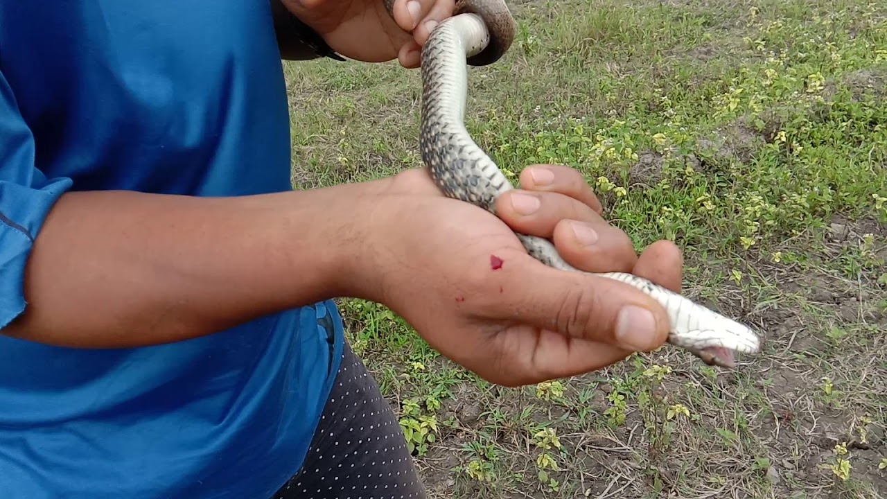 camera iphone 8 plus apk Rescued and released of Keelback Snake- Tuirul, Don't try these at Home