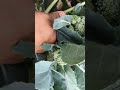 harvest broccoli from my garden#freshly picked#short