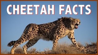 Facts About Cheetah You May Not Know