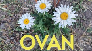 Ovan - 01.07.-10.07.