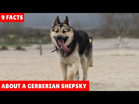 Video: Welche anderen Haustiere kommen mit Hunden?