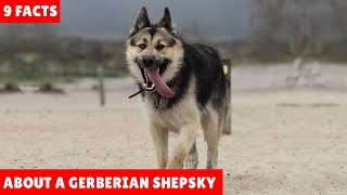 9 Facts About A Gerberian Shepsky Dog Breed Facts And Information