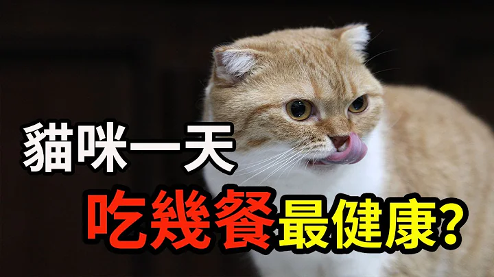 猫咪怎样喂食比较合理？猫一天吃几餐最健康？很多人可能都喂错了！How Often Should I Feed My Cat - 天天要闻