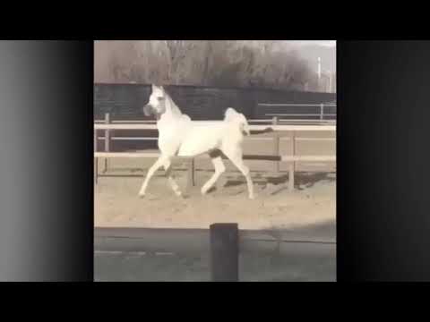 حلفت لي لغيرك عمري ماكون اجمل صوت