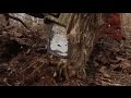 How to Easily Create Deer Bedding Areas - The Management Advantage #84 How to Easily Create Deer Bedding Areas - The Management Advantage #84