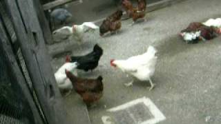 Chickens Run by mypuma19 227 views 13 years ago 1 minute, 37 seconds