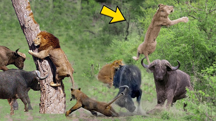 🔴 THIS IS WHAT WILL HAPPEN IF THE LION MISTAKE.