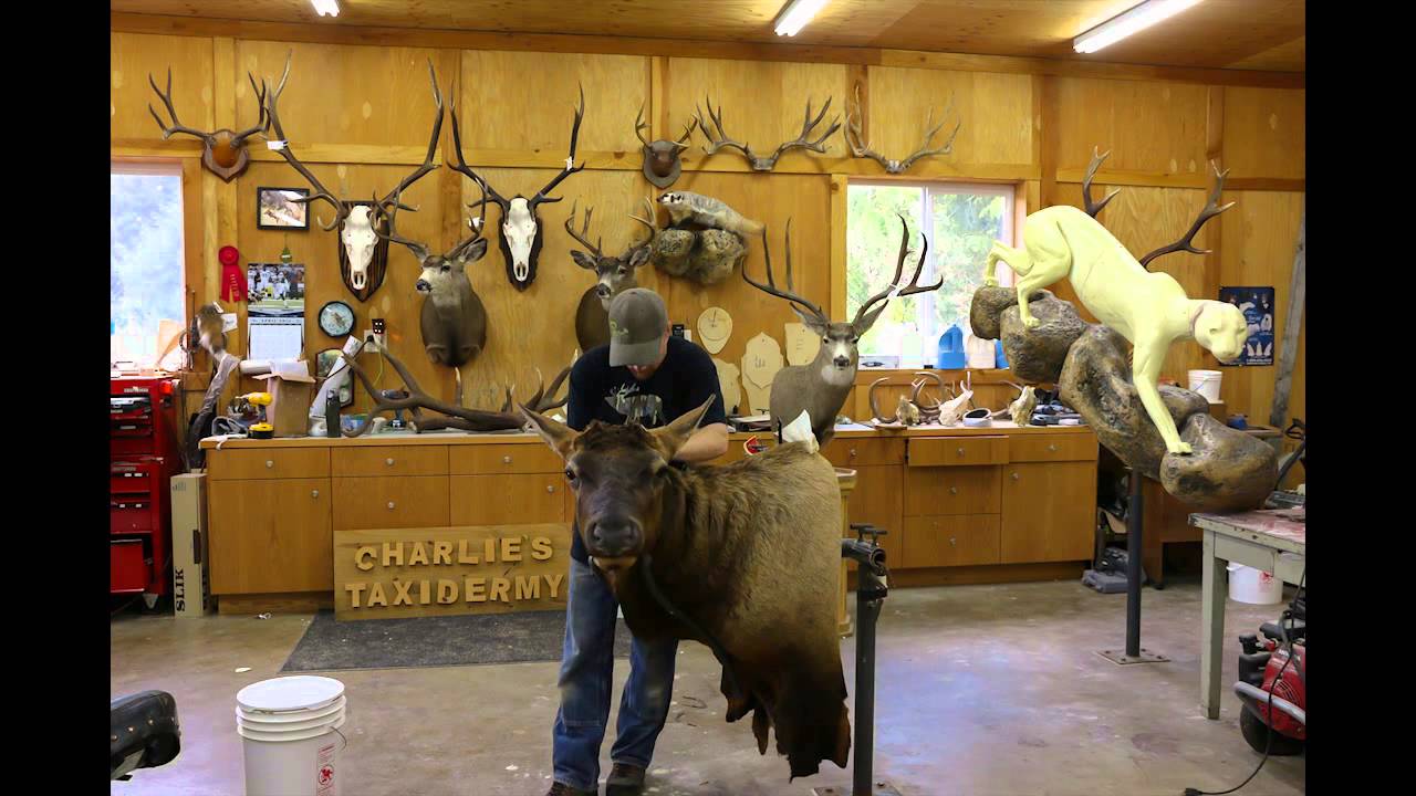 Phelps Game Calls Bull Mount by Charlie's Taxidermy YouTube