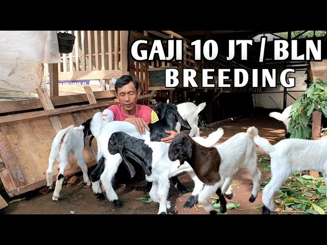 BREEDING LEBIH MENGHASILKAN || 10 JUTA  GAJINYA class=