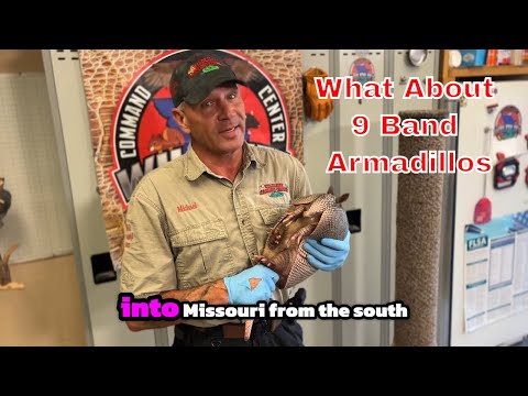 9-banded Armadillos: The Top Fun Facts You Need To Know! #animals #animalfacts