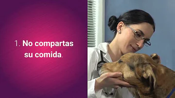 ¿Cuál es el alimento más fácil de digerir para un perro?