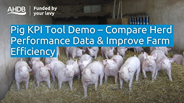 KPI-tool voor varkens – Vergelijk gegevens over de prestaties van de veestapel en verbeter de eff...