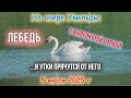Лебедь пугает уток 5 июля 2025 г