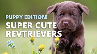 Puppy Labrador Retrievers Compilation | Irresistible Cuteness and Playful Moments