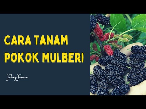 Video: Blackberry: penanaman dan penjagaan, pembiakan beri hitam dengan keratan, lapisan. Pembiakan blackberry tanpa duri