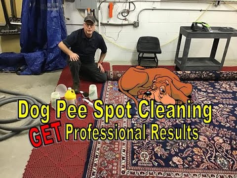 Clean Dog Urine On An Oriental Rug