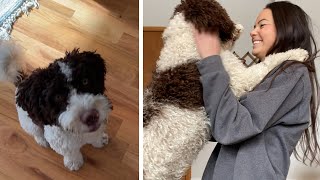 Chicago Woman Believes Dog Sitter Sold Her Dog
