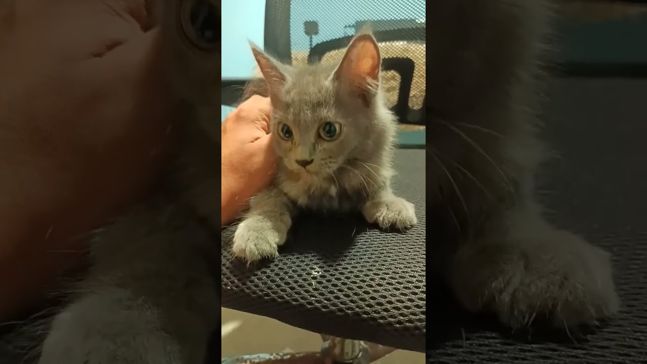 Cute Kitten Day 97 Shorts Trending Viral Cat Pets