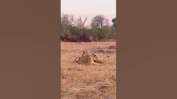 Nkuhuma Lionesses At Chitwa Lion Sabisands Shorts Animals 