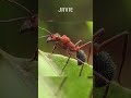宿主の脳を支配する寄生虫 | 多分あなたは知らない 77 #javie #shorts