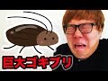 【超閲覧注意】ヒカキン vs 巨大ゴキブリ【2017ver. 】