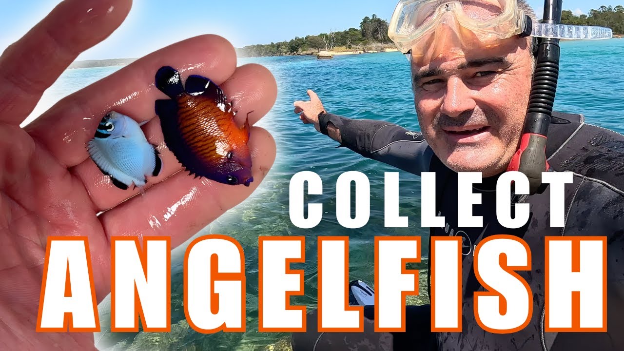 Коллекционирование рифовых скалярий — моя местная река!