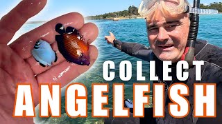 Download Lagu Collecting Reef Tank Angels -  My Local River! MP3