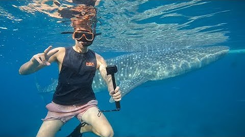 Swimming with the Whale Sharks in Oslob, Philippines 