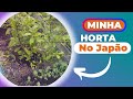 Vlog: Horta no Japão, Janta no Ramen / Bolo