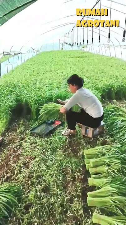 This is How Water Spinach is Harvested in China