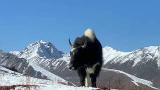 Yak |Male and female yak of hamaliya|the strongest animal of maountain|Animals (yak)in snow