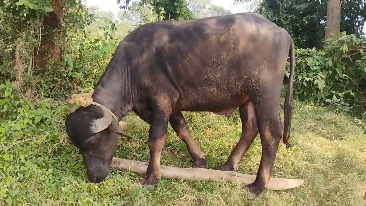 শিমুলিয়া নন্দ লালা মাহাতো ১নং কাড়া 