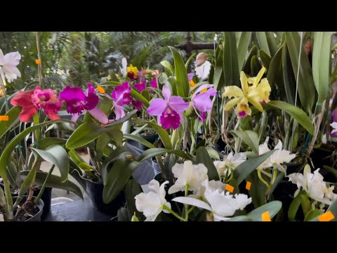 Video: Orchids Ikishuka Chini