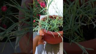 Growing carnations from seeds Part 2