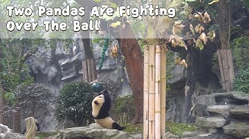 Two Pandas Are Fighting Over The Ball | iPanda