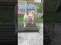 Menjinakkan &amp; Melatih Anjing Chihuahua Galak #anjinggalak #chihuahua #pelatihanjing #dogtrainer #dog