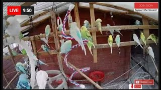 Live Budgies in their Aviary  Treat Time!