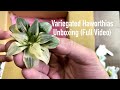 Variegated Haworthias Unboxing (Full Video)