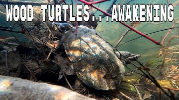 WOOD TURTLES COMING OUT OF HIBERNATION