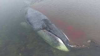 Подробное видео застрявшего в устье реки кита в Охотском море