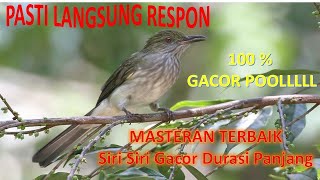 PASTI LANGSUNG RESPON  Siri Siri Gacor Durasi Panjang  Masteran Burung Siri Siri 1080p