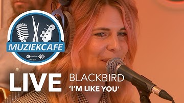 Blackbird - 