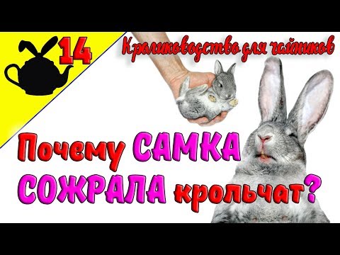 ПОЧЕМУ КРОЛЬЧИХА СОЖРАЛА КРОЛЬЧАТ? / Кролиководство для чайников 14